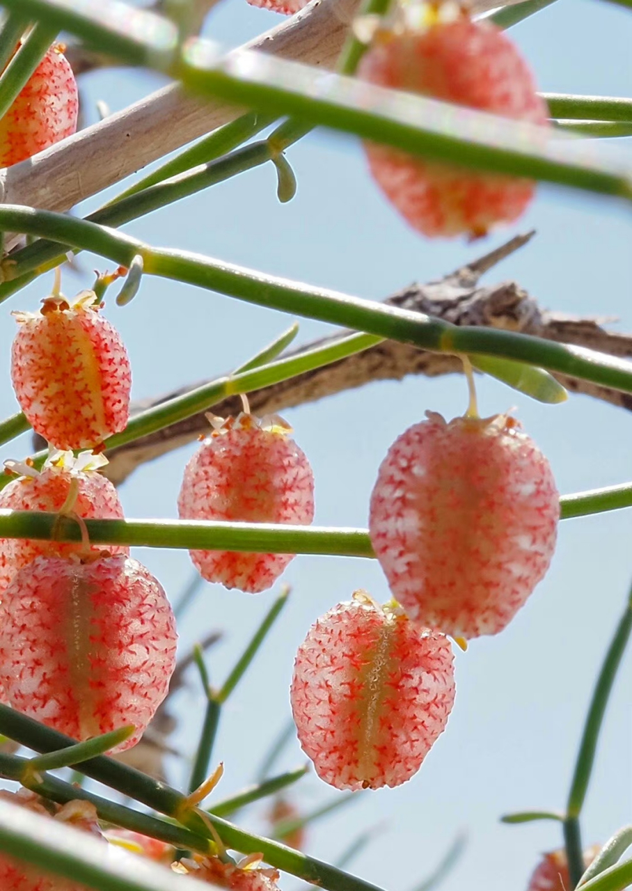 泡果沙拐枣 calligonum junceum蓼科 沙拐枣属 .