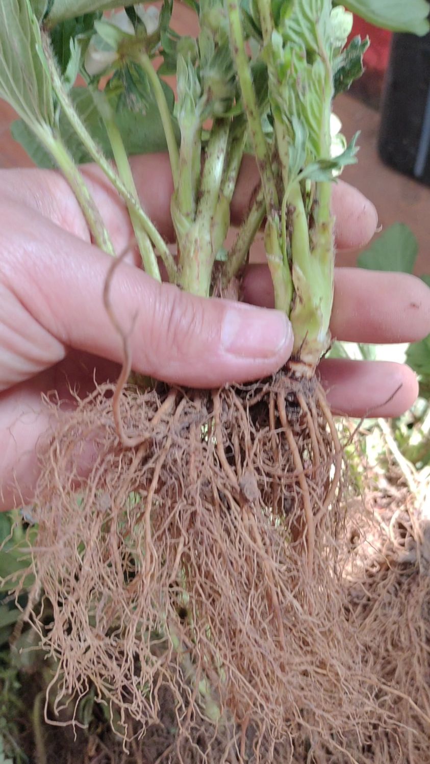 山东农业大学选育妙香七号草莓苗红颜甜查理杂交选育适合南方露天北方