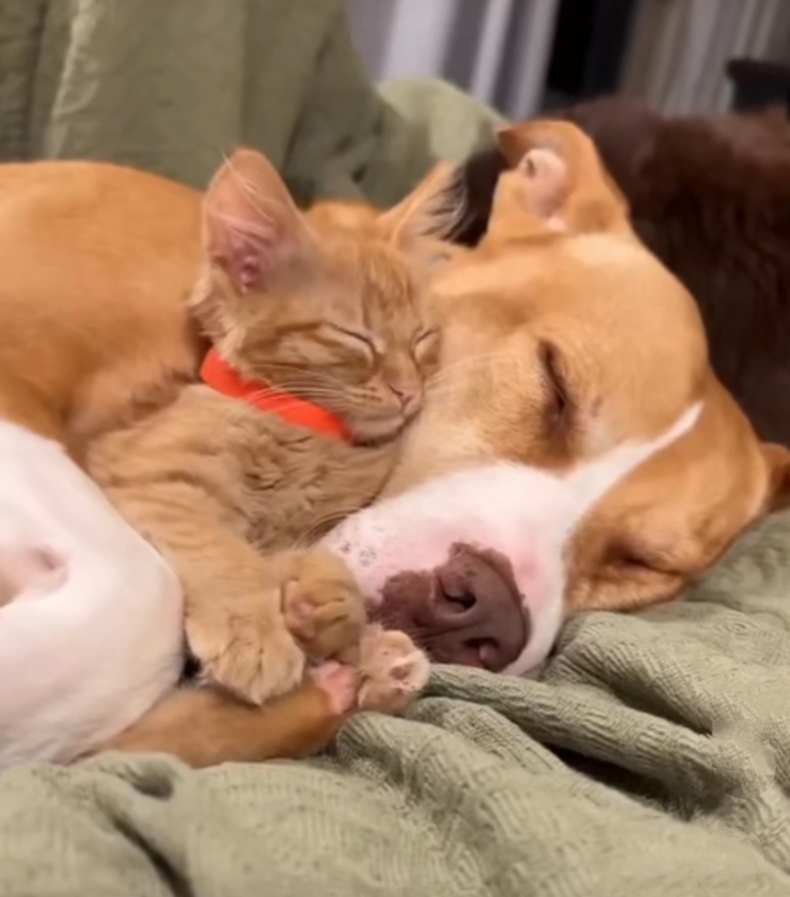 小橘猫与大狗狗睡得好香啊,好有爱的一幕 #每周创作进行时