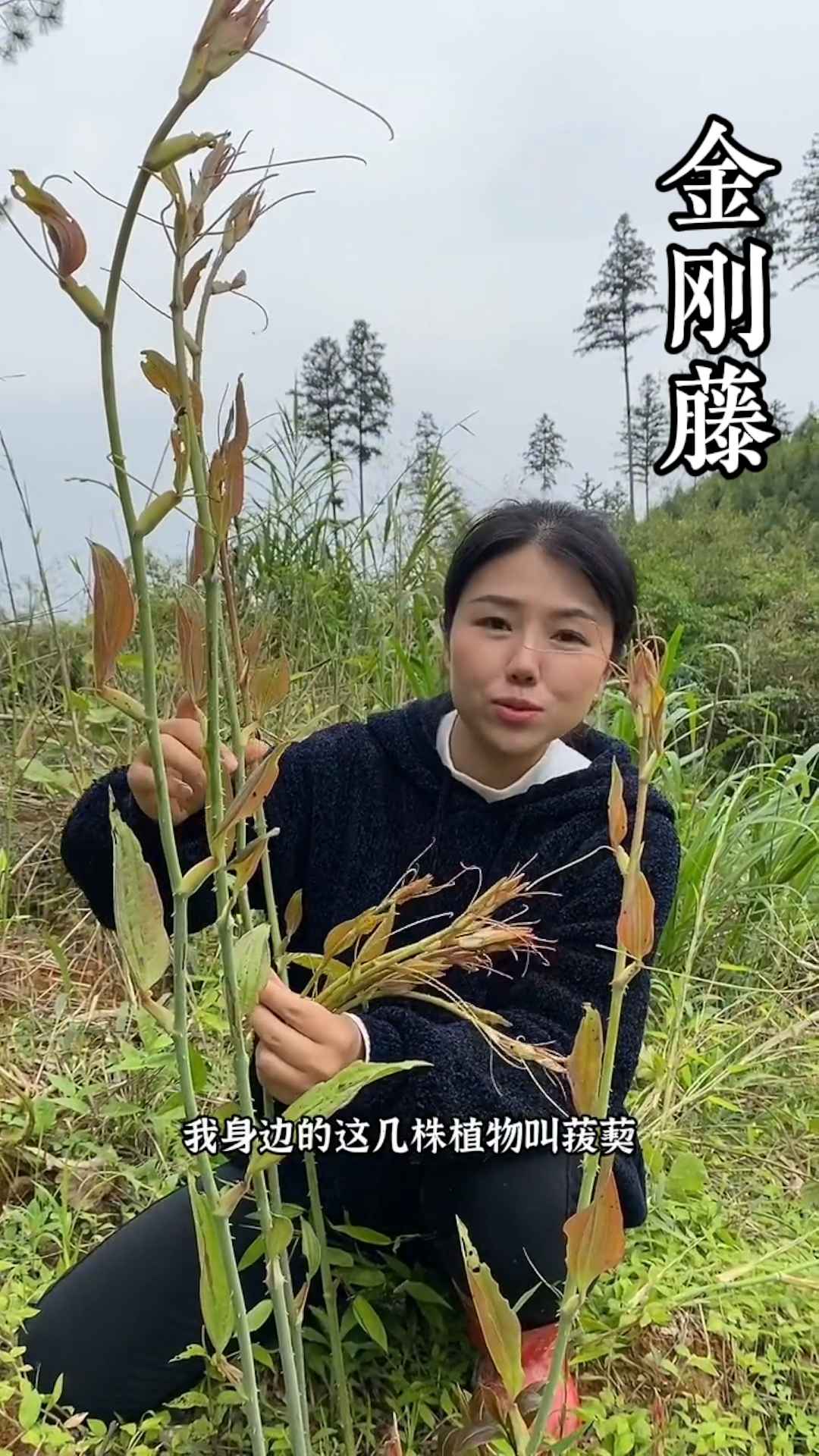 金刚藤根茎叶都可以食用成熟的果实都可以吃凉拌炒腊肉都好吃你们吃过