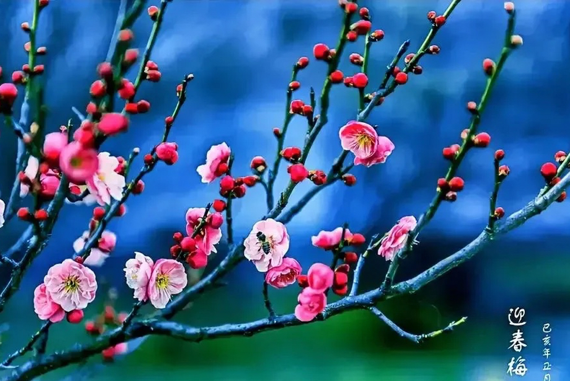 《梅花送春》 傲雪寒梅独自开, 香飘万里送春来.