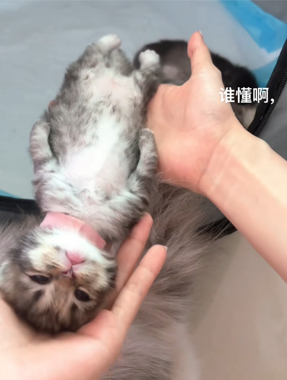 这是布偶和金渐层生的宝宝,真的太太太太太可爱了!