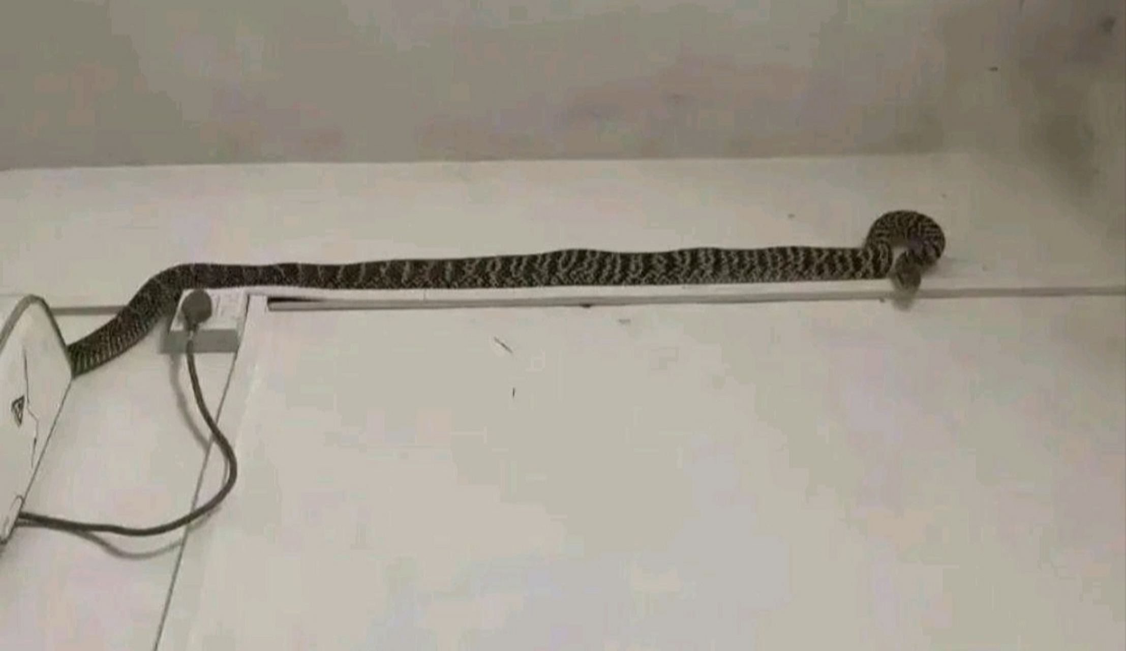 家里有好大一条蛇