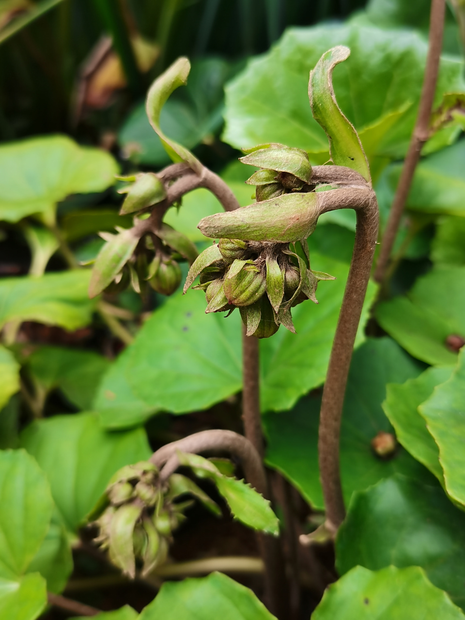 草  91别名:八角乌,活血莲,金缽盂bō yú,独角莲,一叶莲,大马蹄香