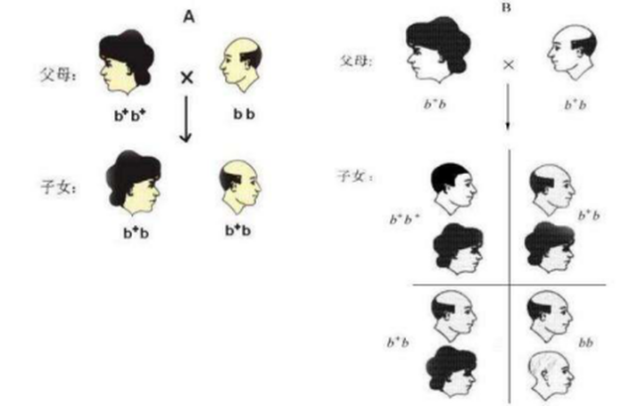 秃顶基因的遗传图解图片