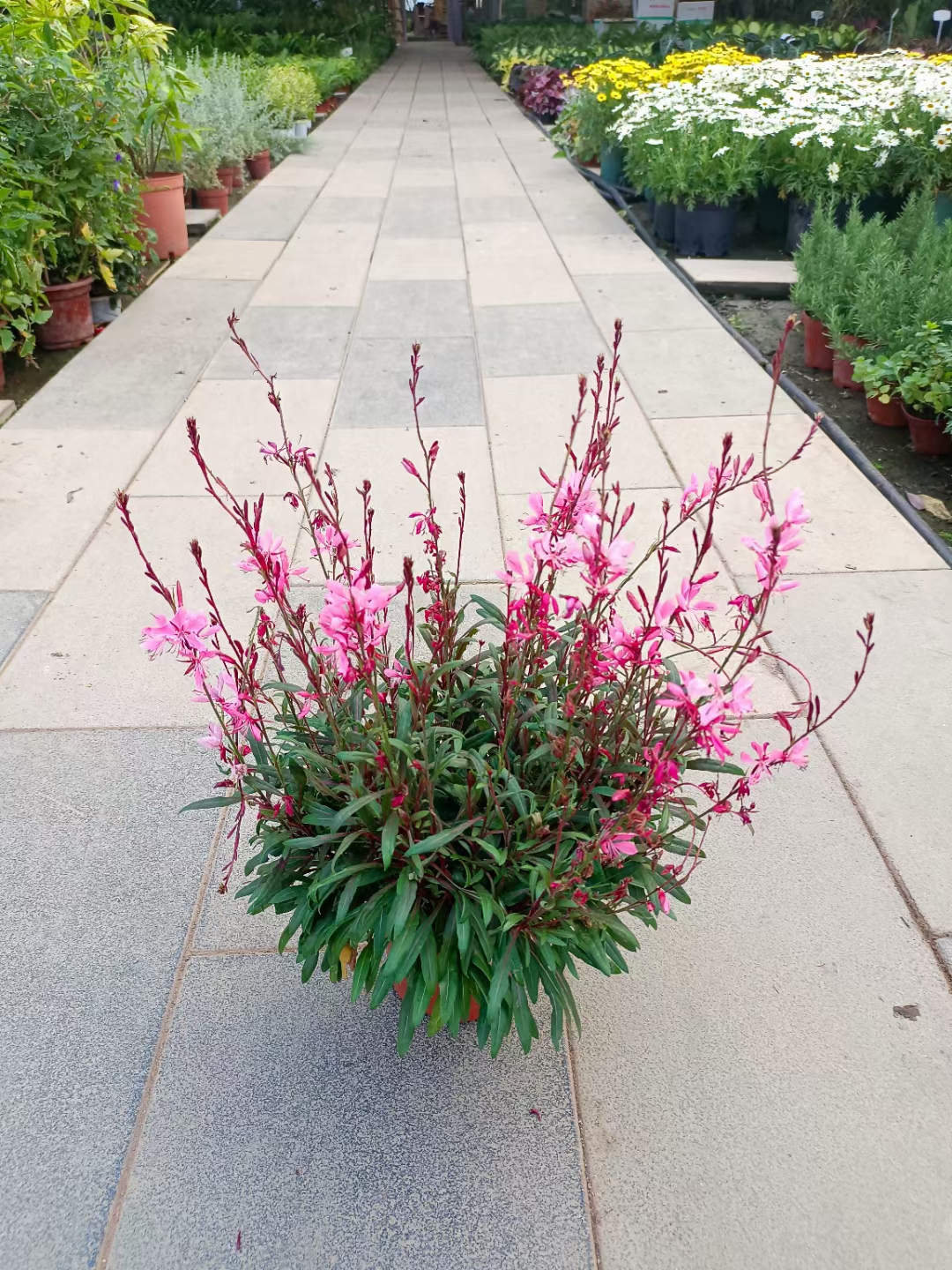 山桃草也叫千鸟花,开花好看适合做花海的景观植物