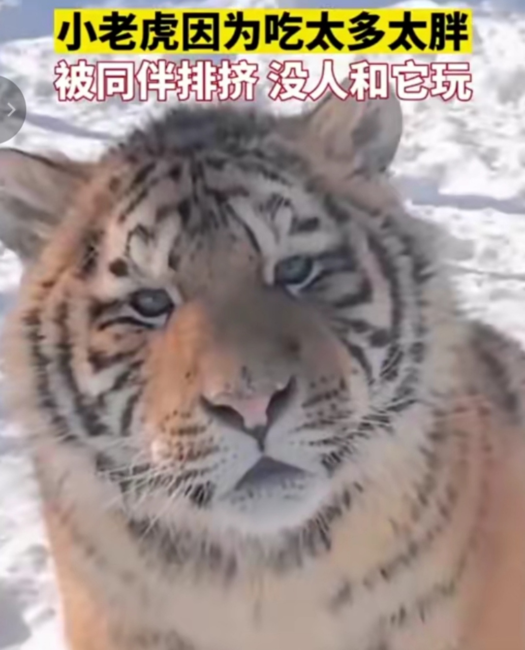 小老虎因为吃太多太胖被同伴排挤没人和它玩[捂脸]也太可爱了吧[鼓掌]