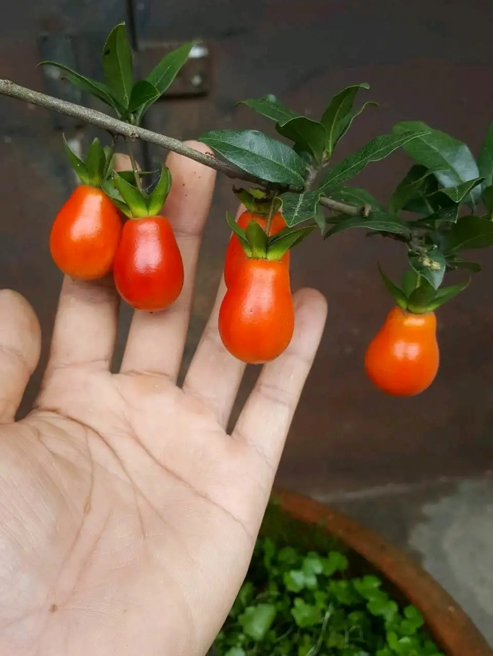 金弹子品种血钻 喜欢嘛