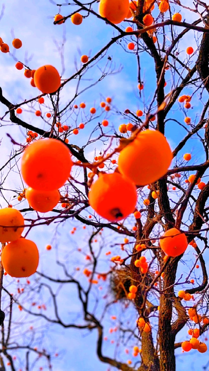 柿子红了,是秋的开始,许你:柿柿如意,好柿连连,心想柿成