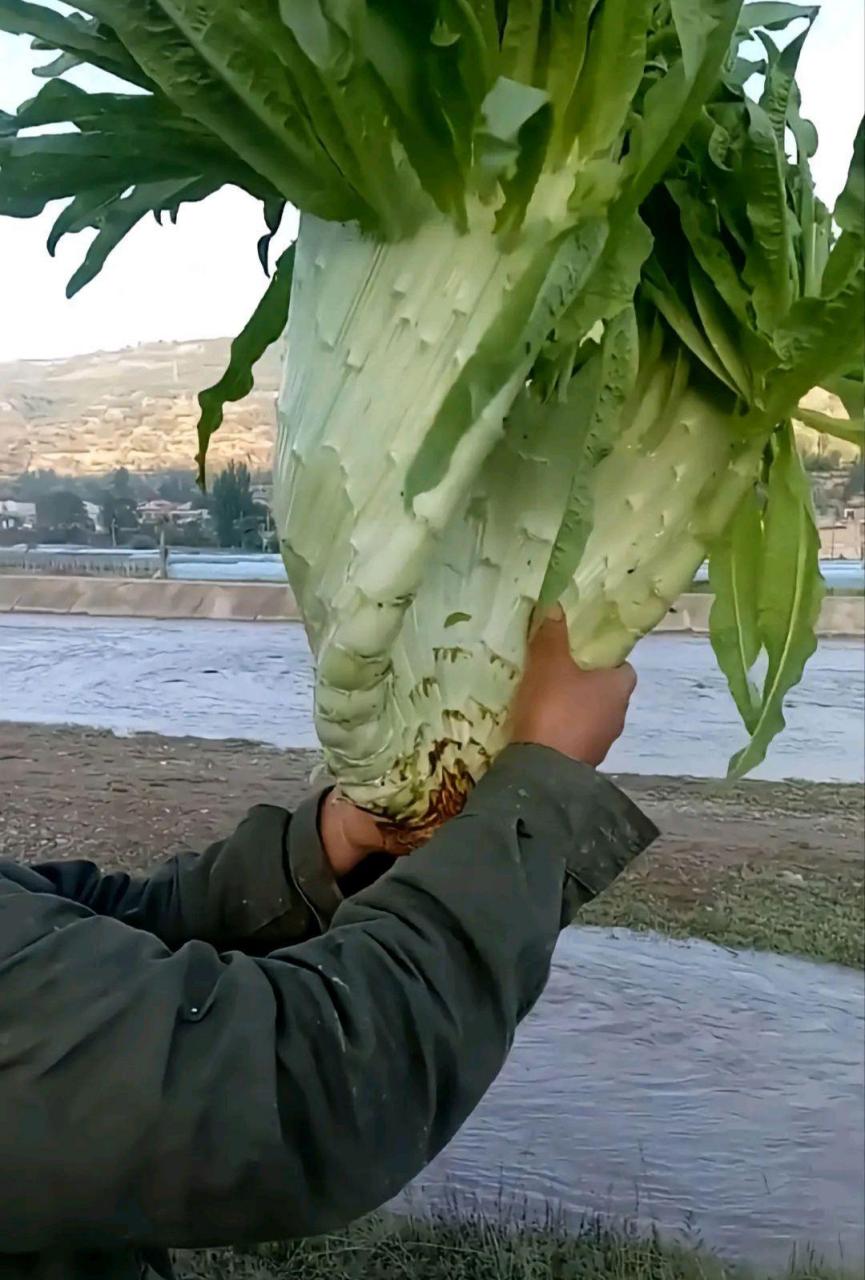 这是缀化了 在某些多肉上还有菠萝也会有这样的情况.