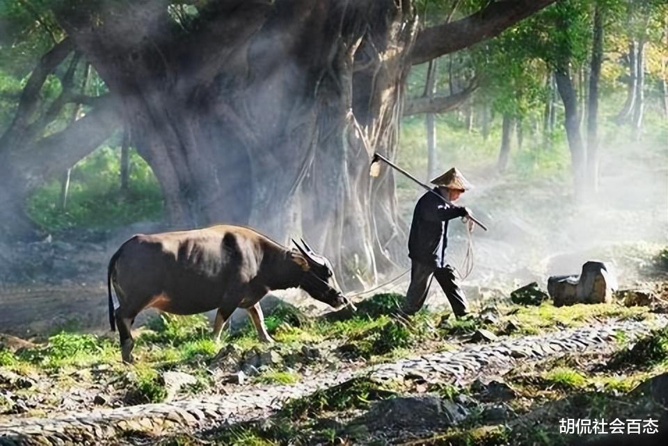 单身男子借牛耕田,休息时对耕牛起了邪念,接下来,男子就惨了