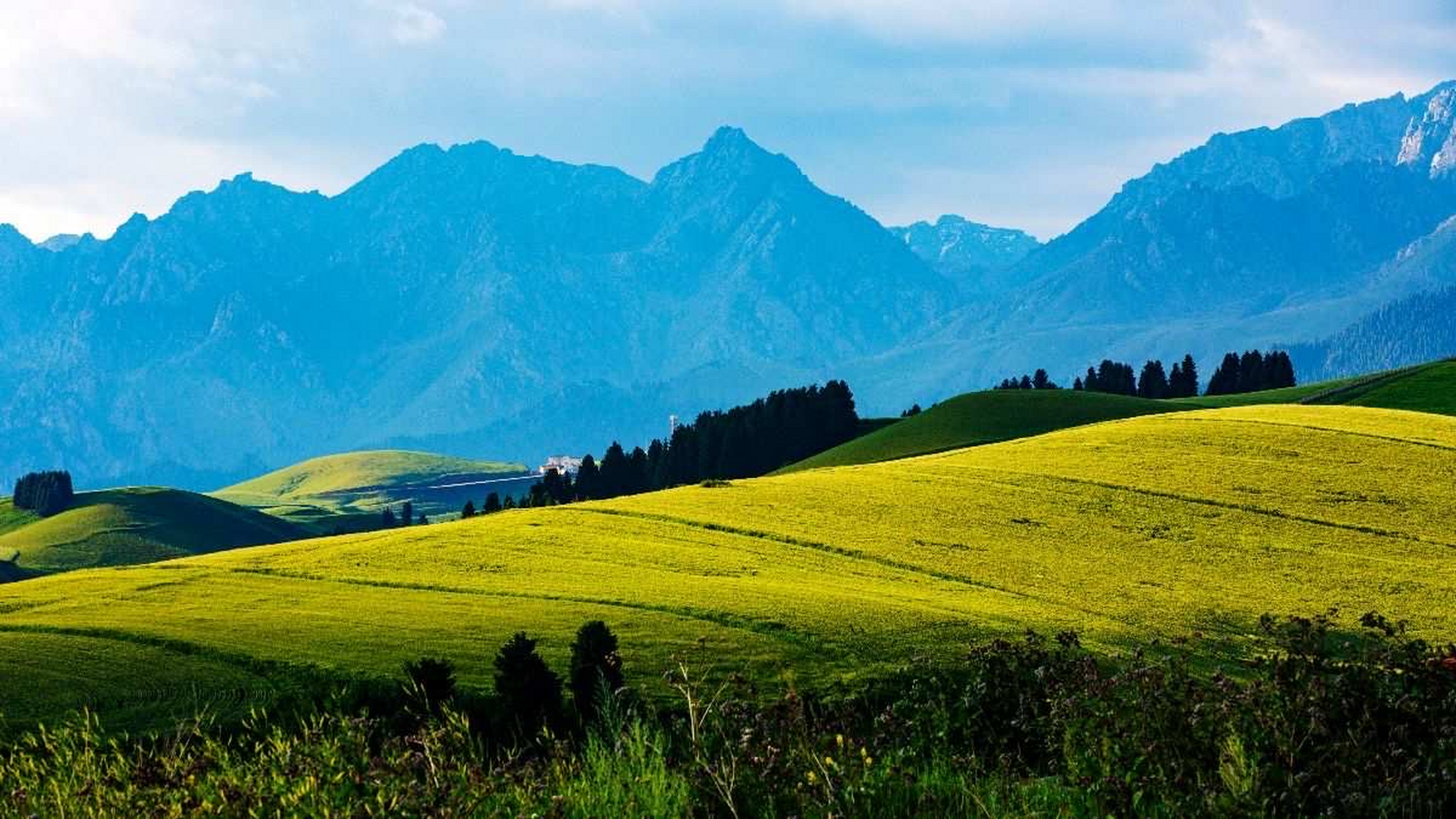 打卡江布拉克草原#旅行# #旅游