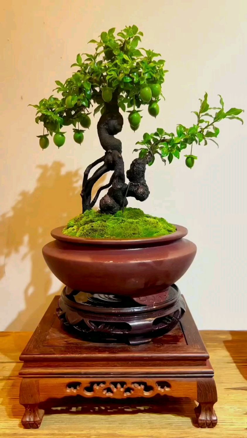 分享几盆精品金弹子