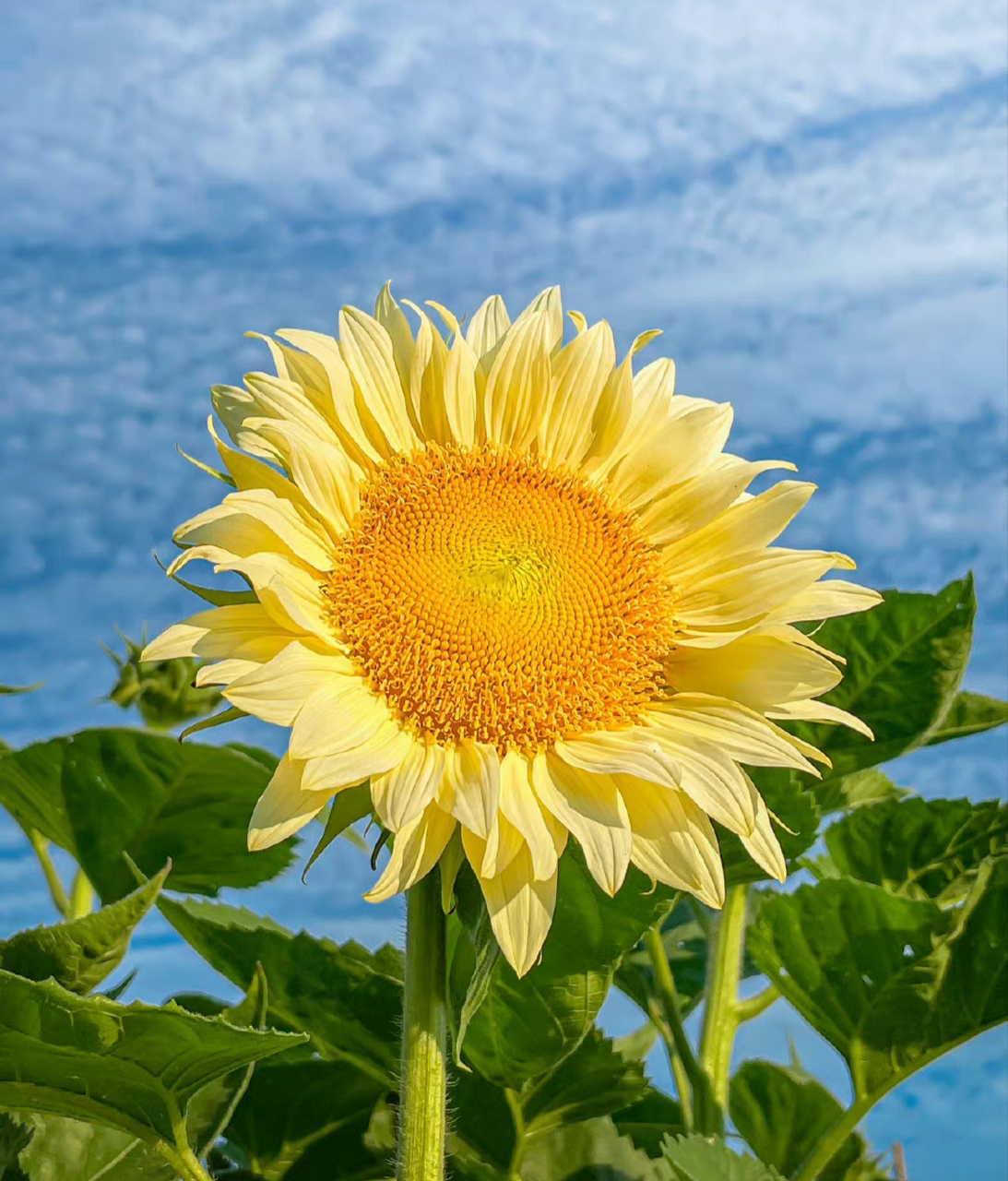 向日葵有个很好的花语(向日葵有个很好的花语入目无他人四下皆是你什