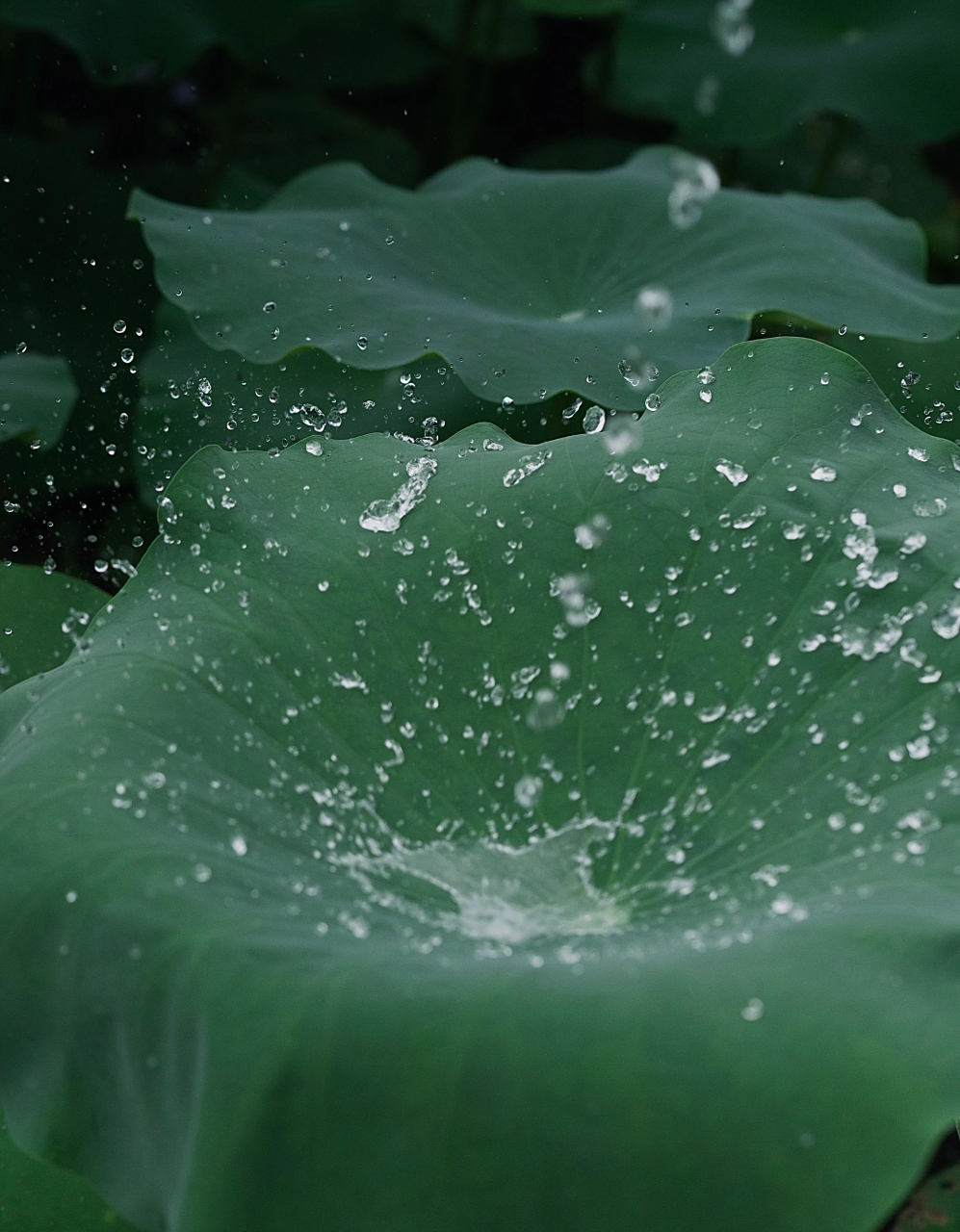 分享无水印氛围感荷叶背景图,想起了大珠小珠落玉盘,喜欢可以存高清