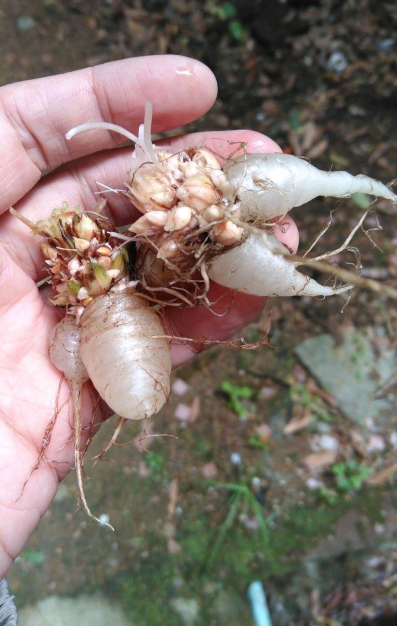 真是发财了,挖土竟然挖到水晶人参,吃了会长生不老