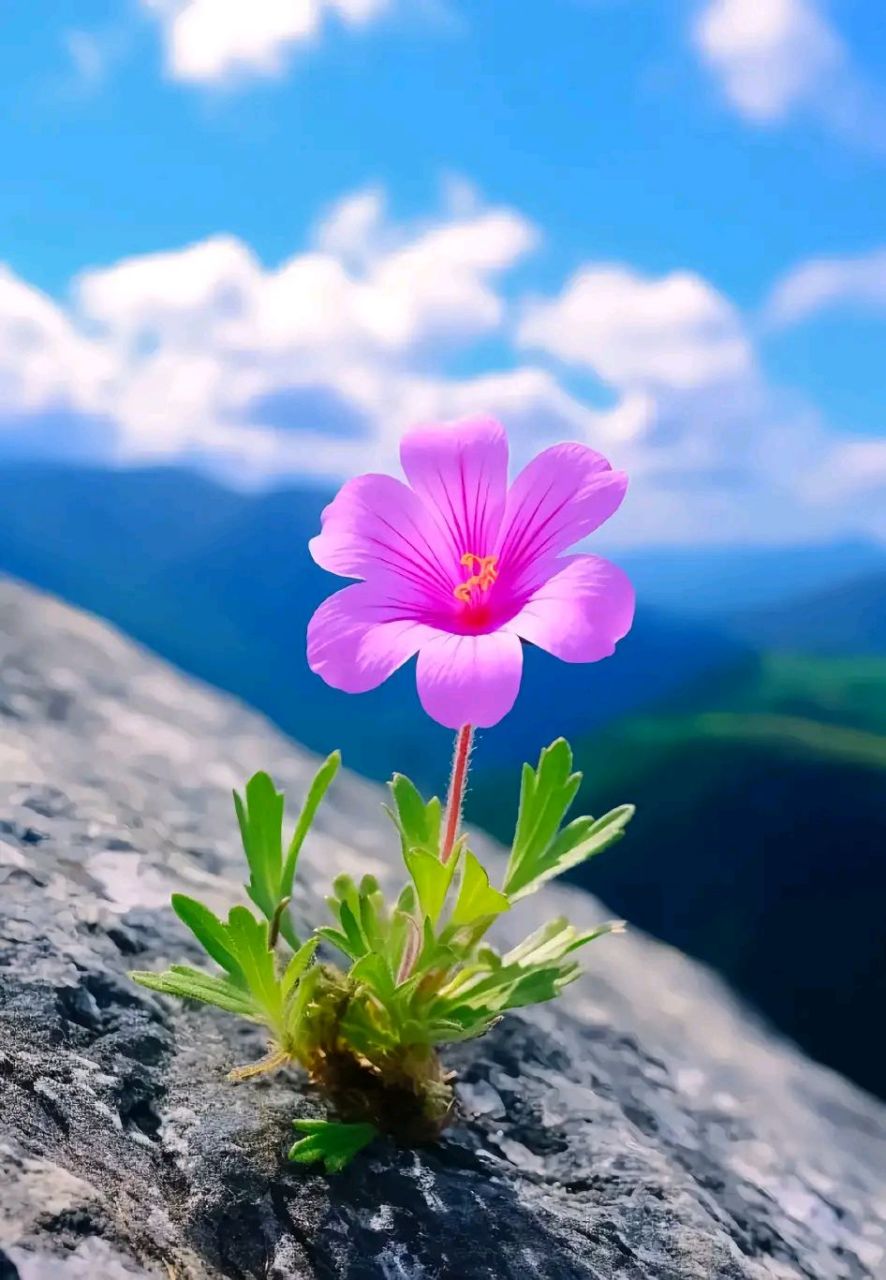石壁上的小花真漂亮#摄影# #中国美景大赏