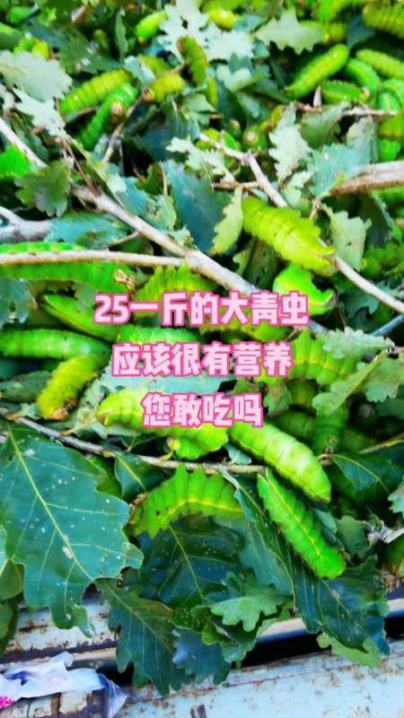 25一斤的大青虫 应该很有营养 您敢吃吗-度小视