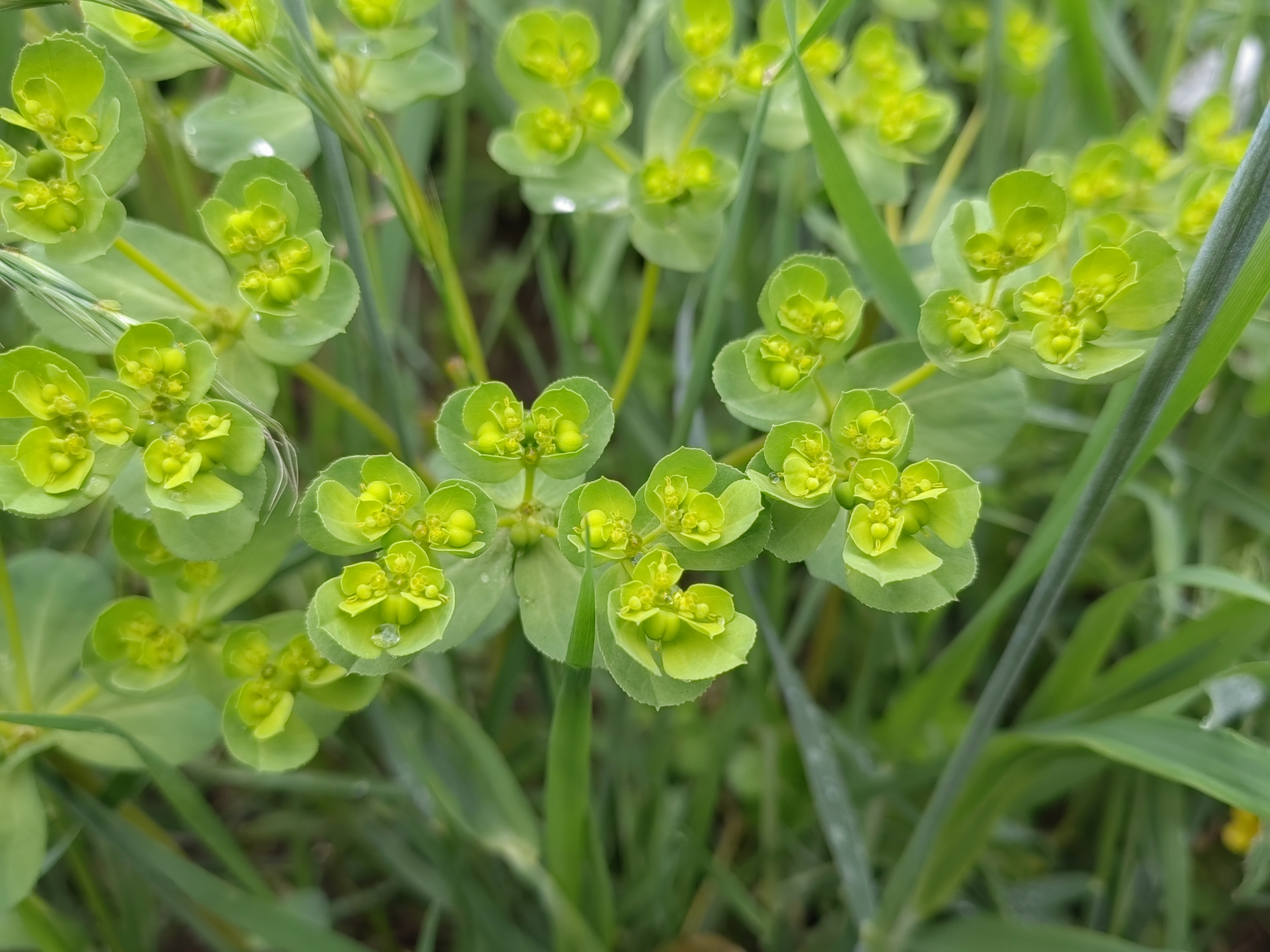 五朵金花草药图片图片