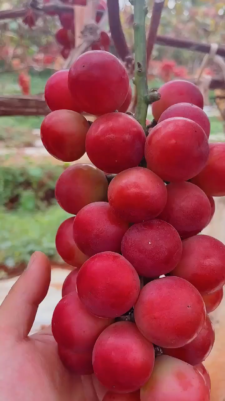 妮娜皇后葡萄苗出圃 植株健壮 贝达砧木嫁接 根系发达-度小视