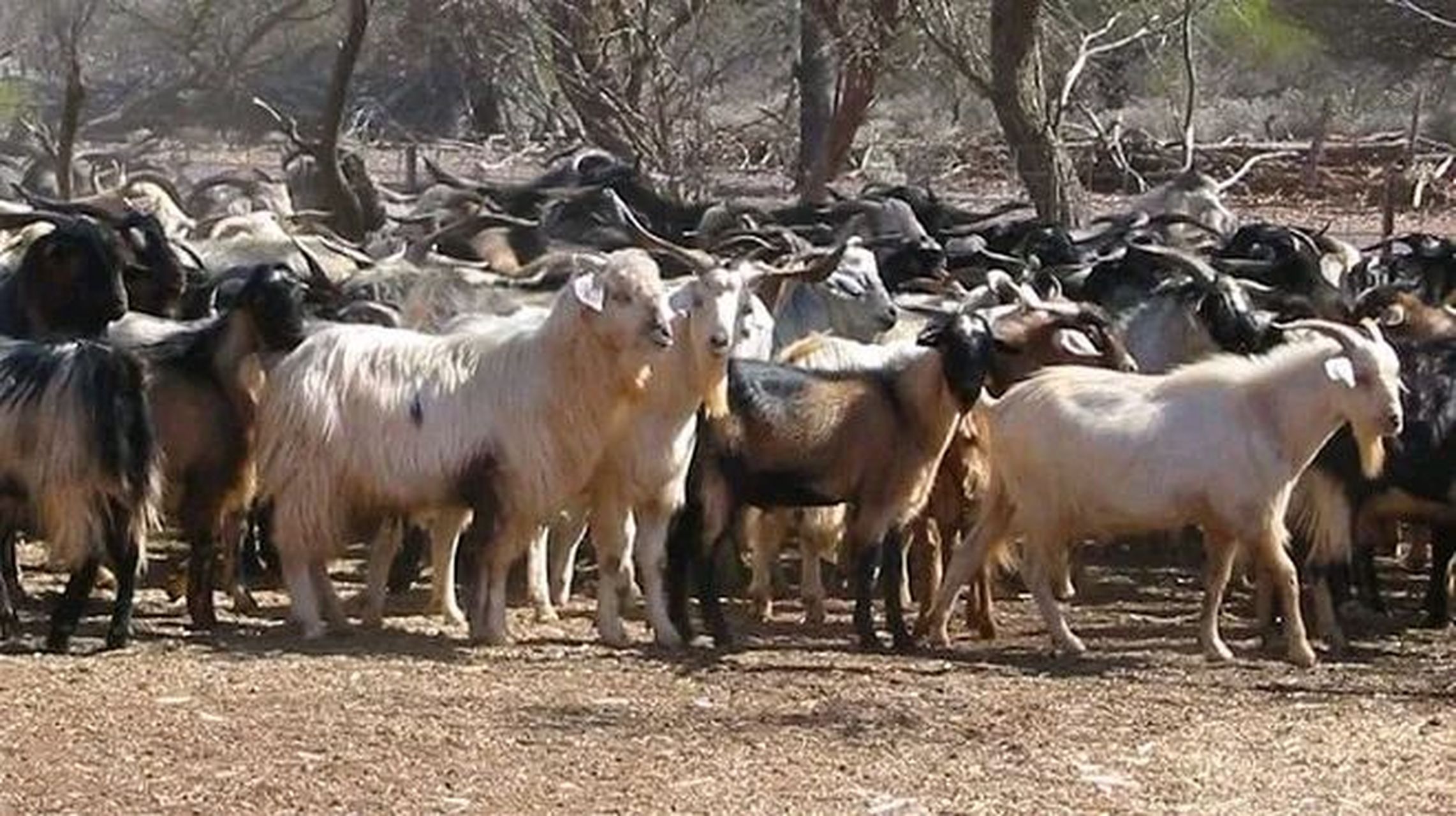 在澳大利亚这片土地上,多达400万只野山羊泛滥成灾,令当地人束手无策