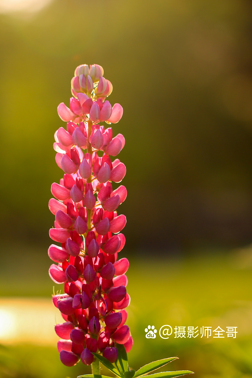 第一张顺光拍摄,第二张逆光拍摄,第三张侧光拍摄.