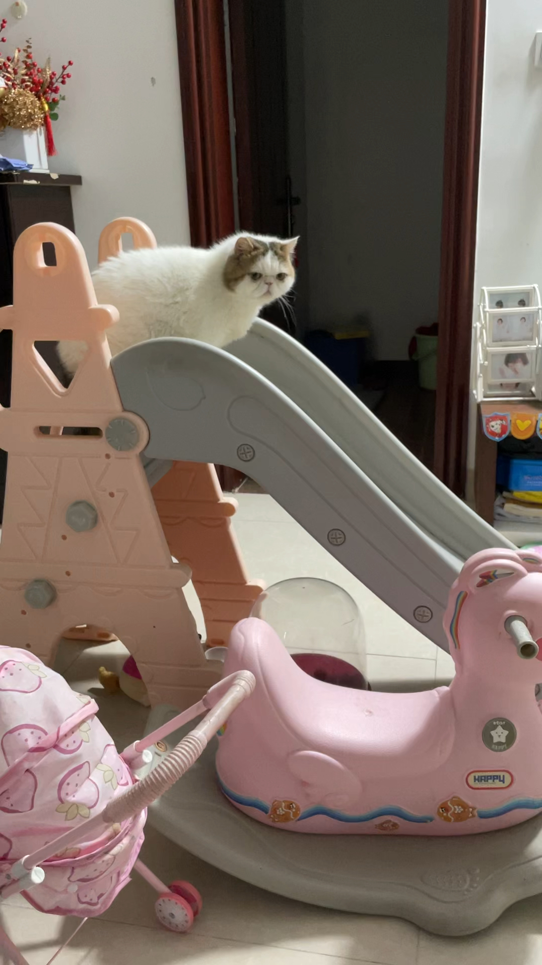 小猫咪想要滑滑梯