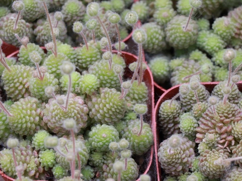 开花太美的多肉瑞典魔南,即使知道夏必死,也不影响养护的热情