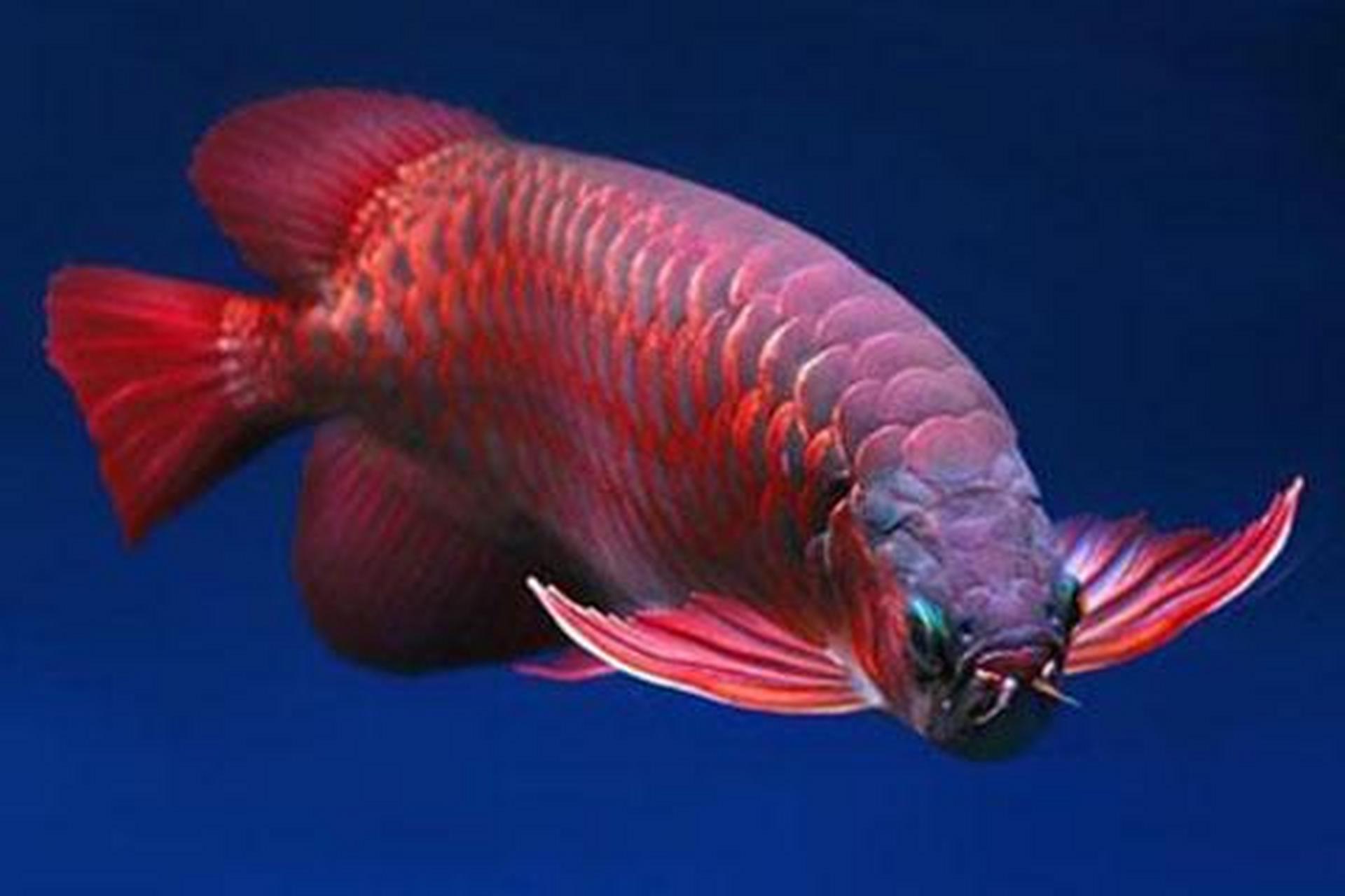 金龙鱼:又叫美丽硬仆骨舌鱼:又名亚洲龙鱼,金龙鱼.