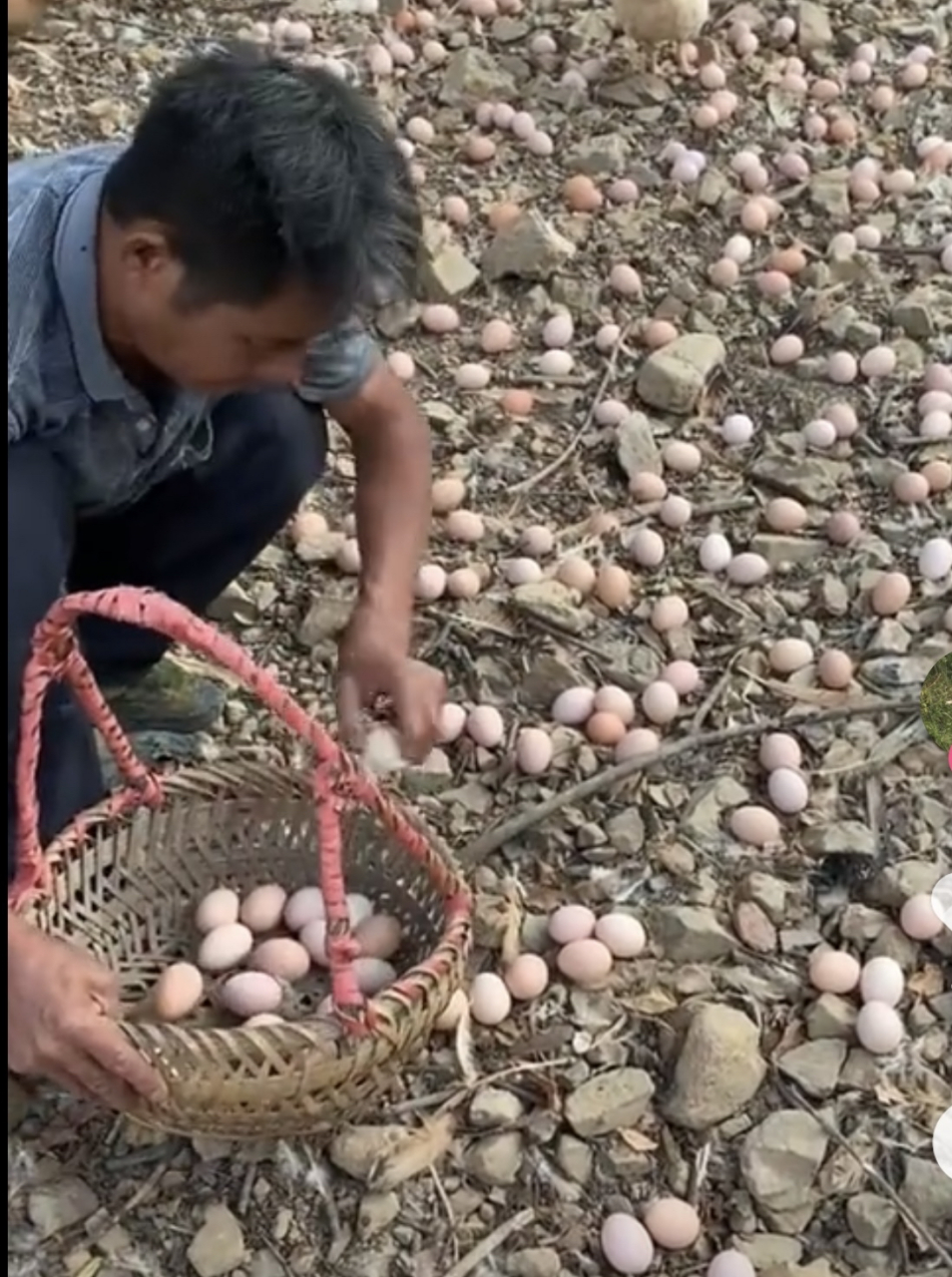 确定鸡下蛋是这样一堆堆?