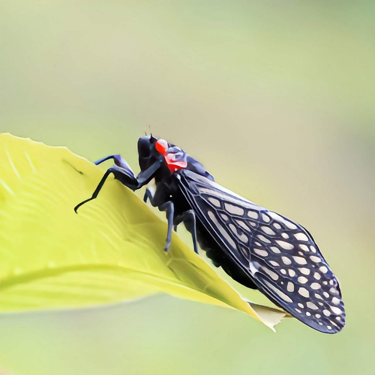 每天认识一种昆虫——中华红眼蝉 中华红眼蝉体长约3-4厘米,通体漆黑