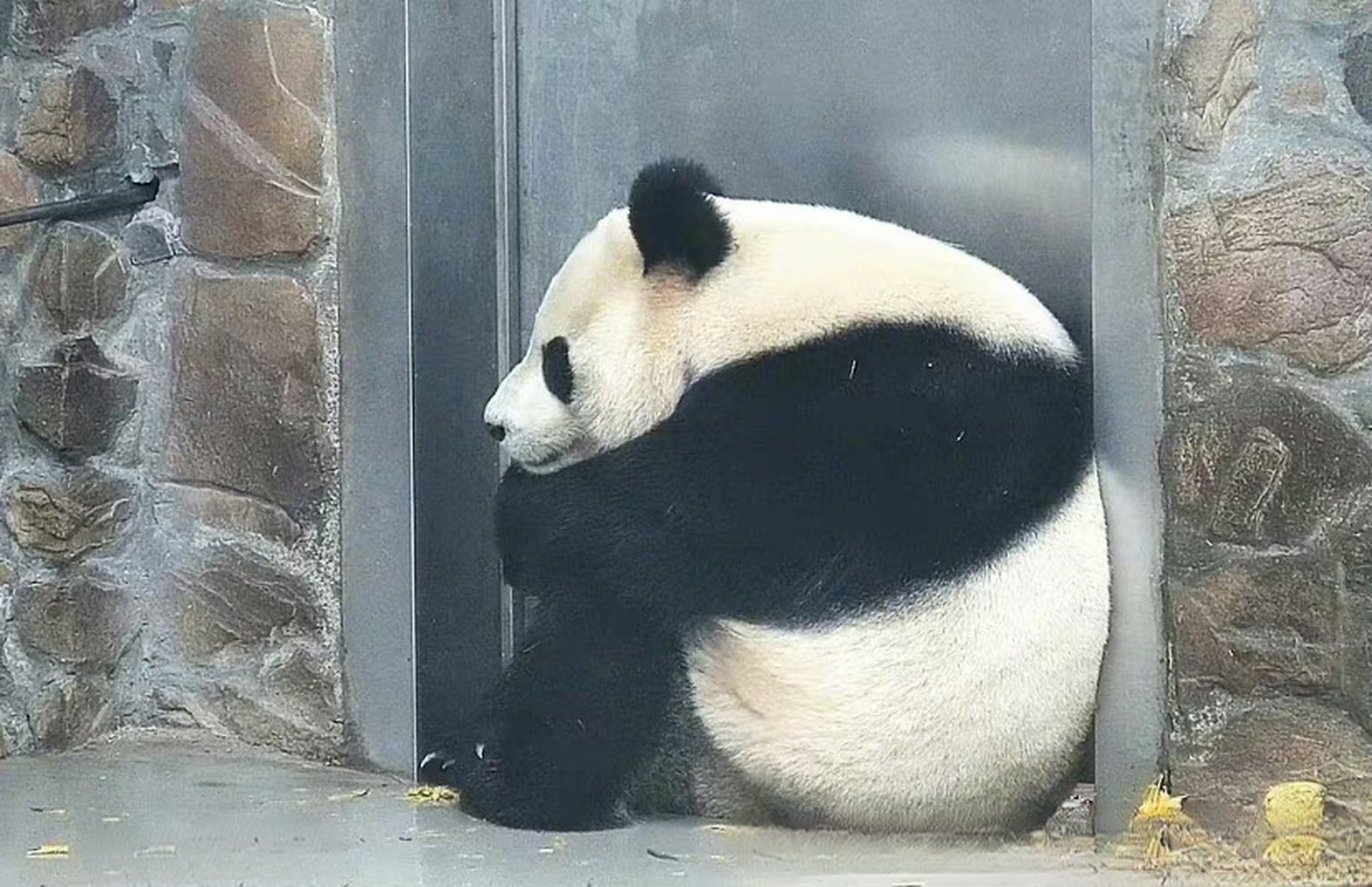 抱膝而坐的熊猫怎么有了人类的悲伤