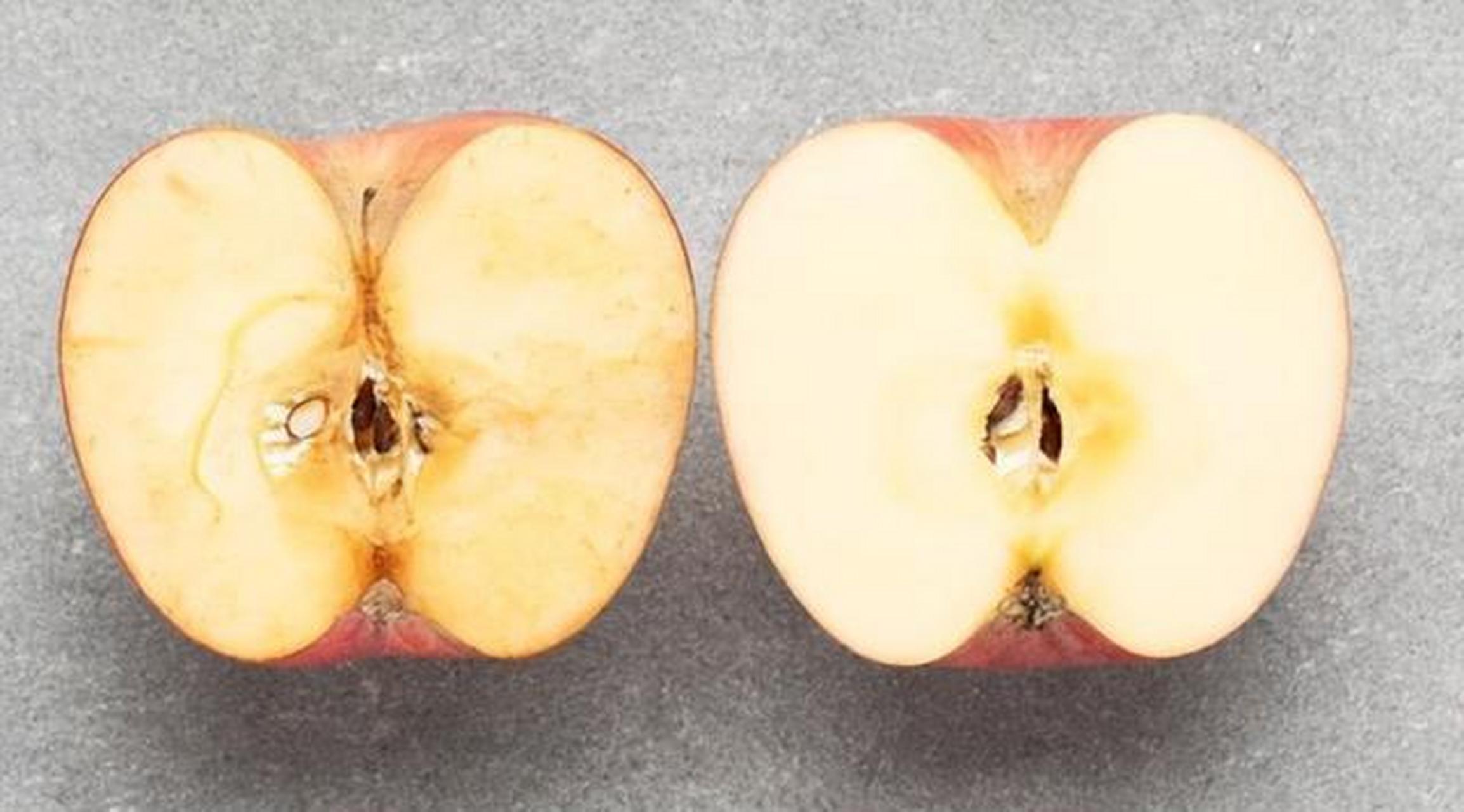 苹果切开会变色,你知道为什么吗?  苹果切开会变色因为它产生了酶促褐