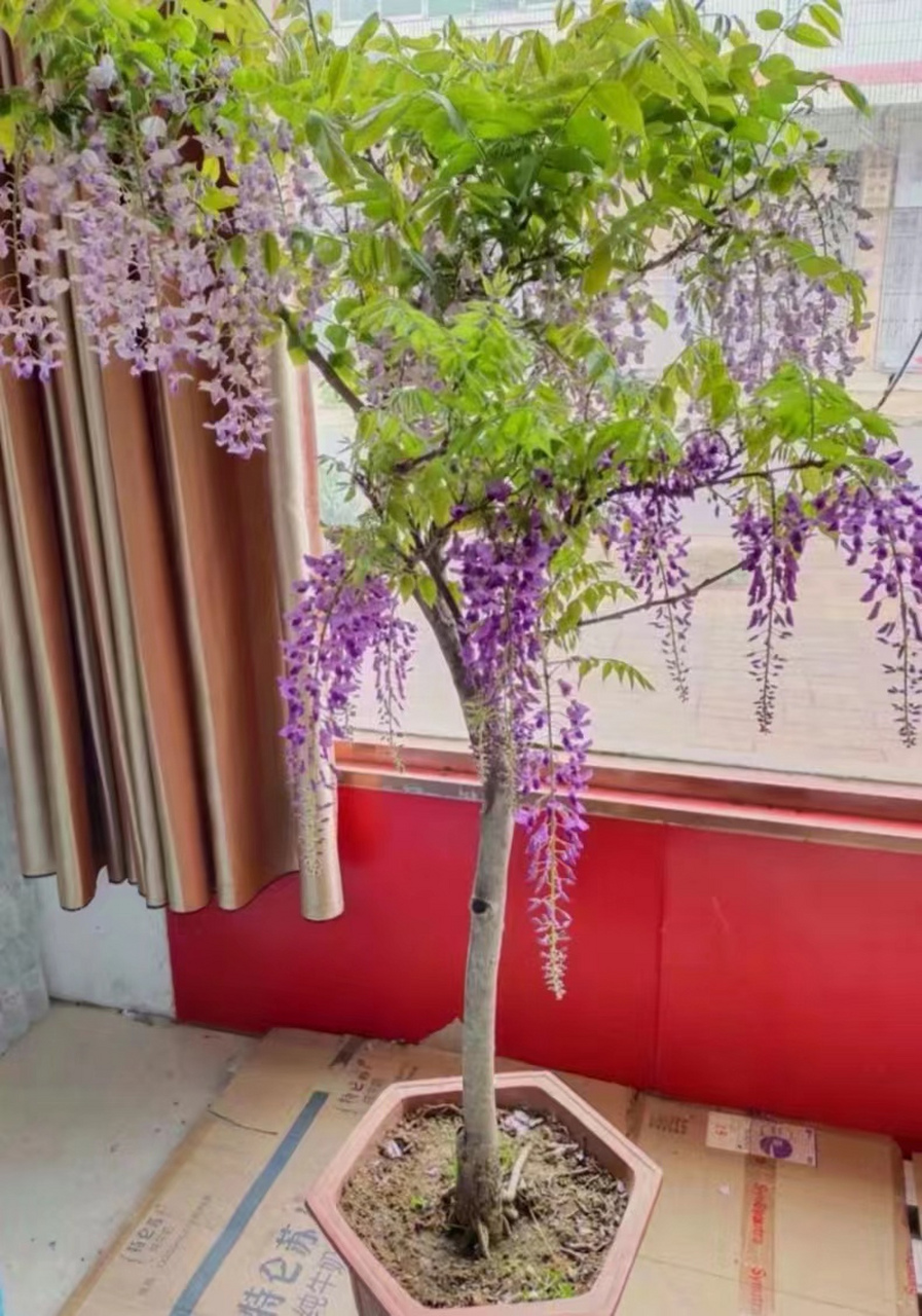 诗一首  咏紫藤       ◎张润东  诗      ◎张    红  图 一树芳香