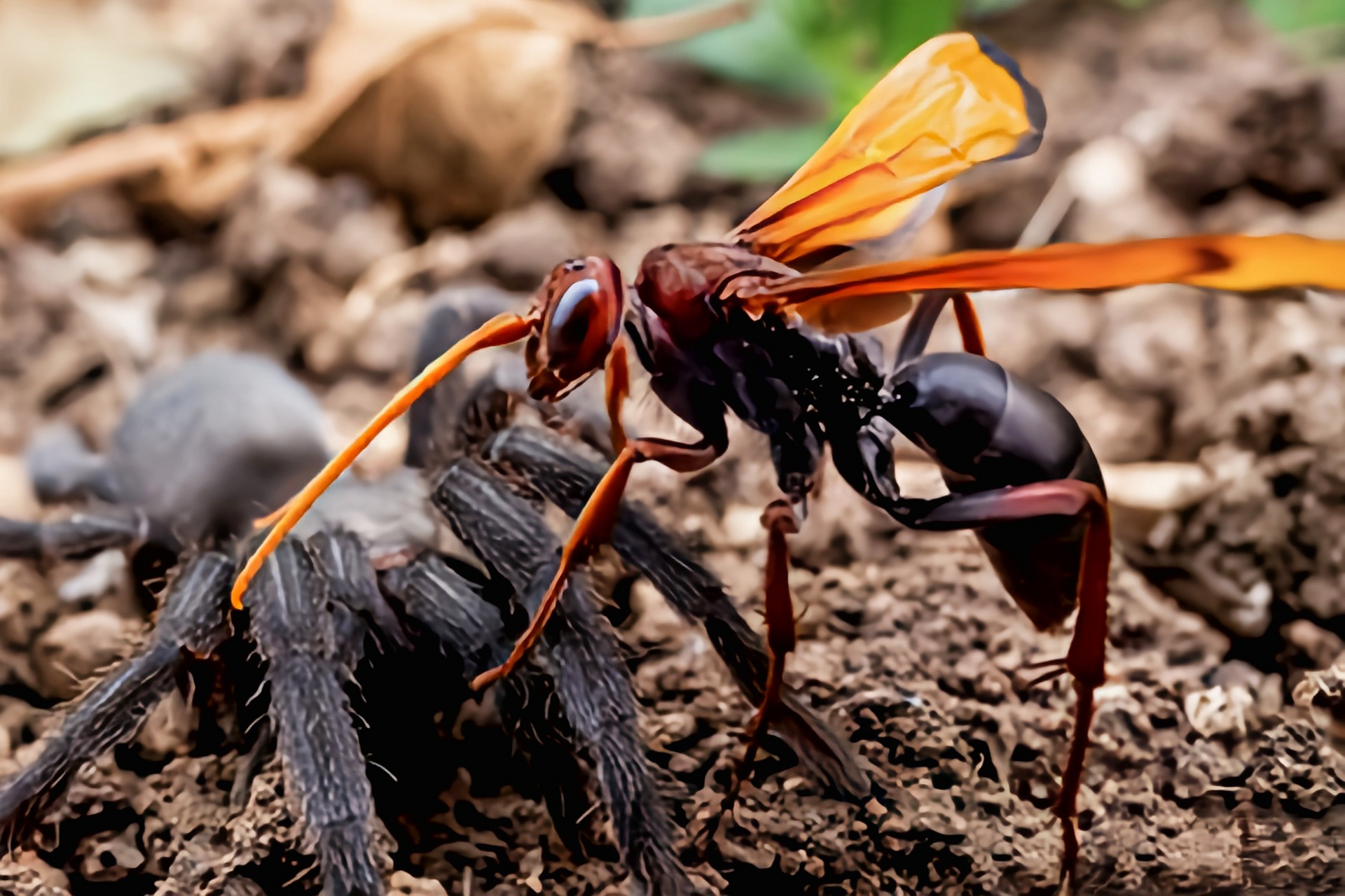 每天认识一种昆虫——沙漠蛛蜂 沙漠蛛蜂又名狼蛛鹰,塔兰图拉毒蛛鹰