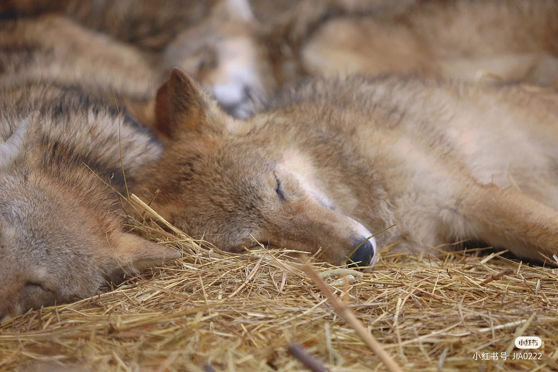 西伯利亚平原狼,睡觉