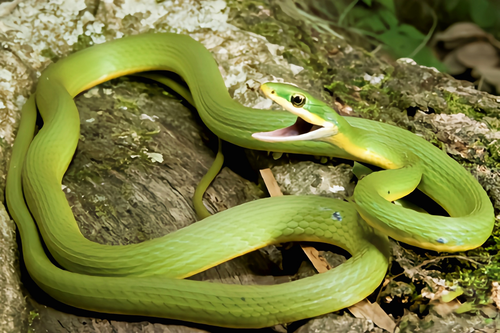 每天认识一种动物——糙鳞绿树蛇 糙鳞绿树蛇是一种树栖小型蛇类,身体
