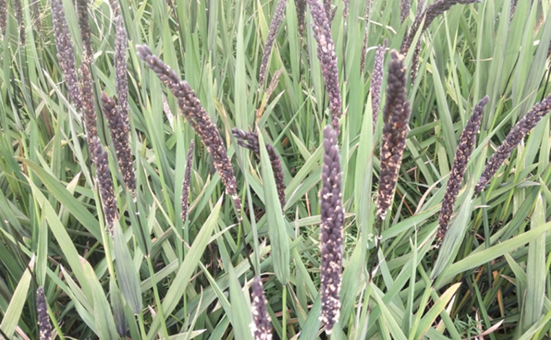 高产又高价!2米竹稻亩产千公斤,价格却引发热议!