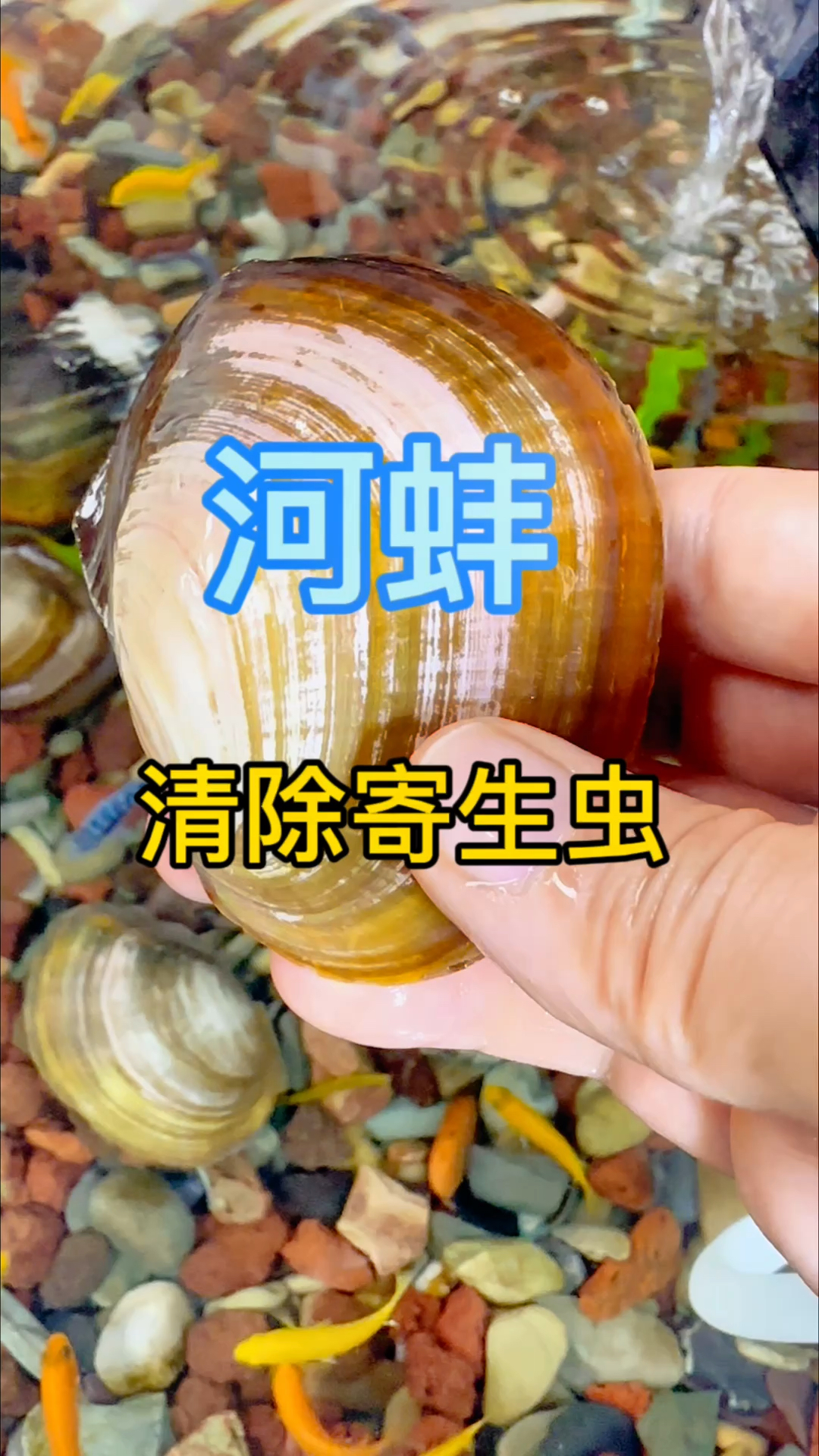 河蚌里面的寄生虫图片图片