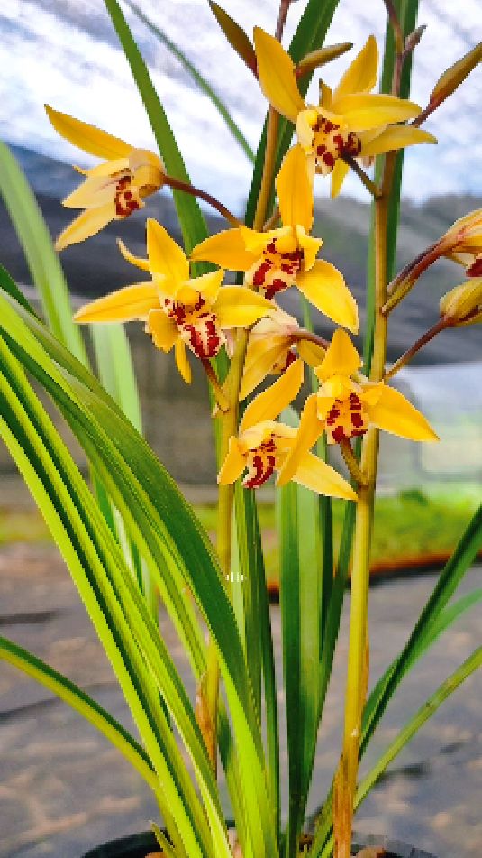 世间万般美好唯有相思最温柔建兰黄帝花开共赏