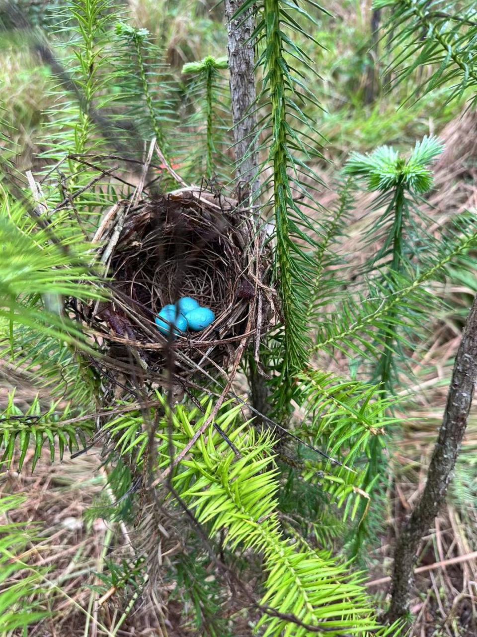 爬山看到的,有人说这是画眉蛋,是真的吗