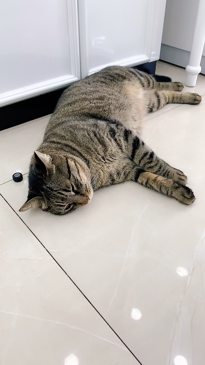 胖咪太调皮可爱了