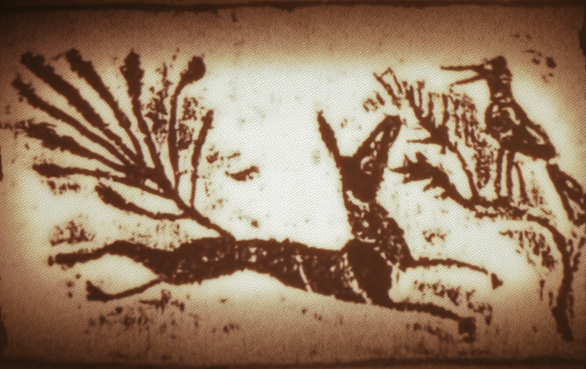 据《山海经》记载:九尾狐住在青丘国,有四只脚和九只尾巴,声音像婴儿