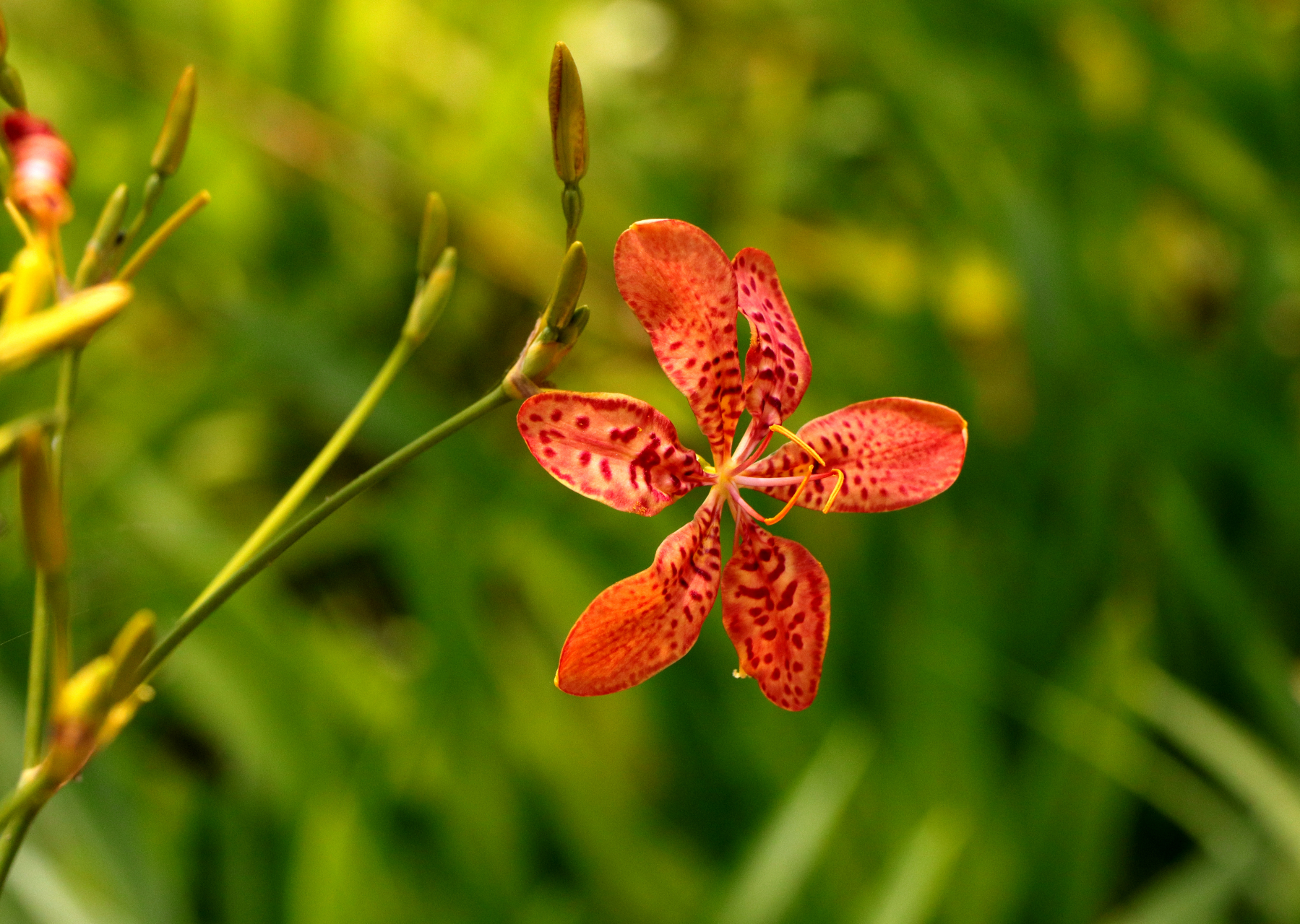 美丽的射干花,不一定会读它!