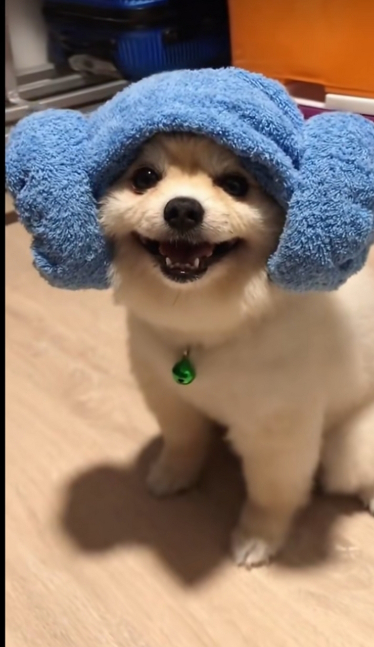 狗子裹的浴巾真好看