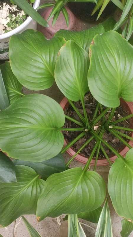 开花后的白玉簪如何养?做法是:剪,遮,浇-度小视