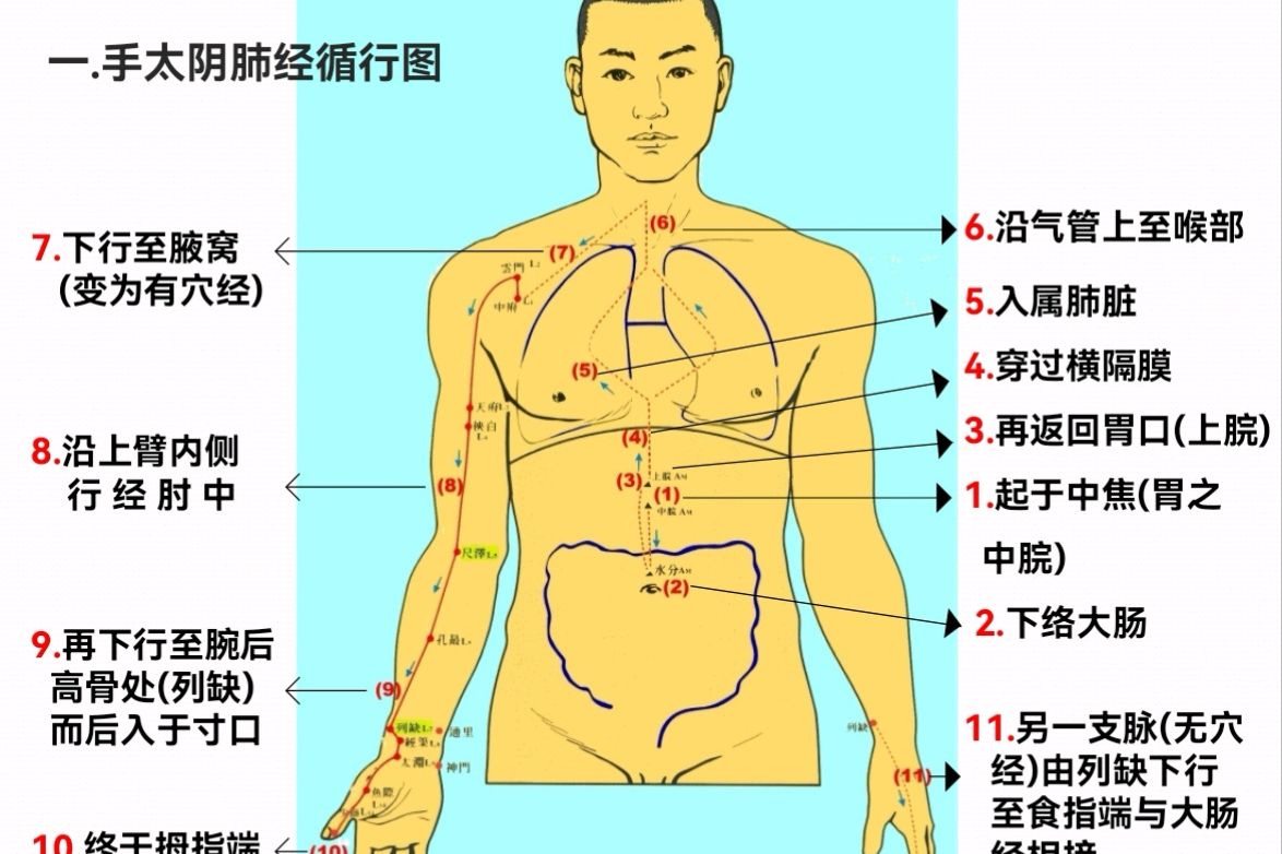 人體十二經絡之手太陰肺經:人體的總理