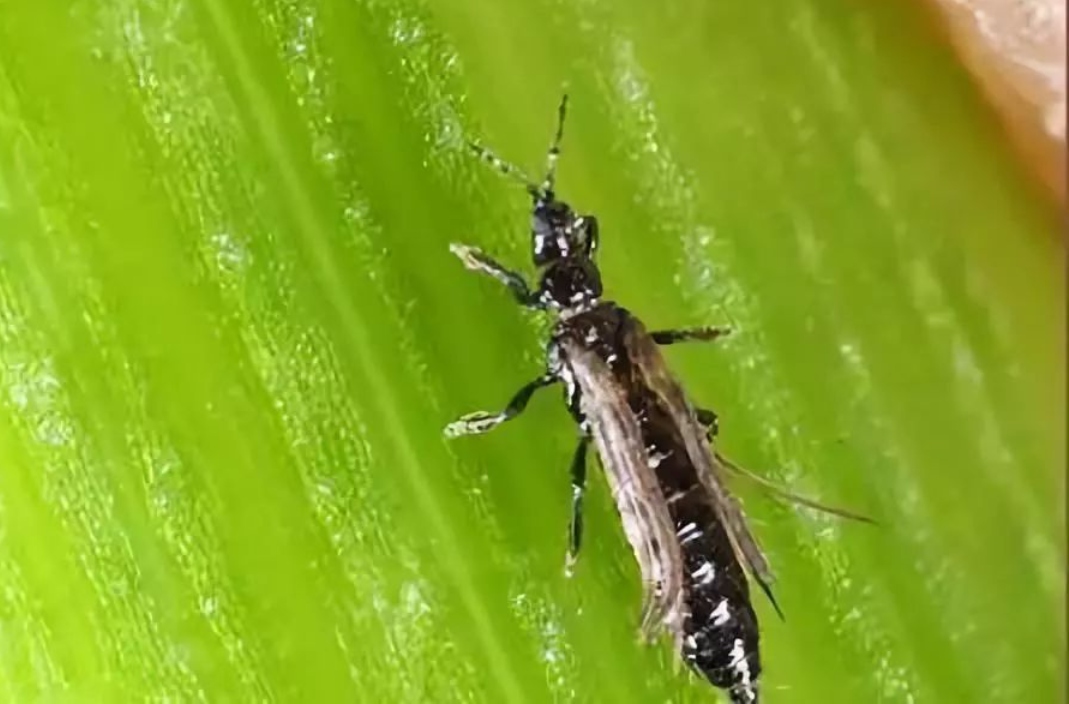 瓜蓟马别名:棕榈蓟马,南黄蓟马