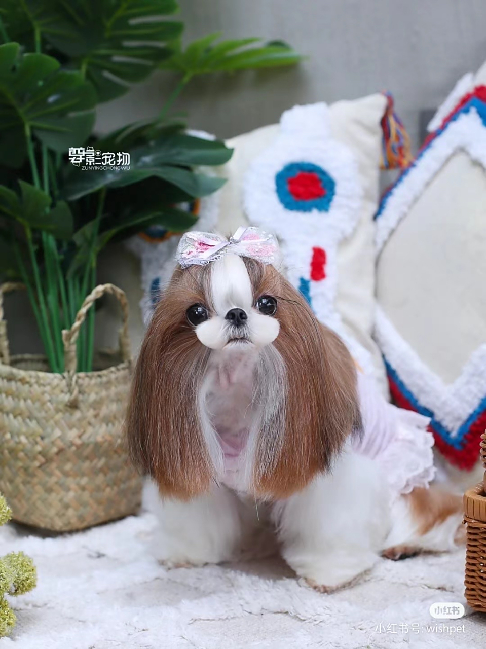 西施犬-shih tzu(小型犬 ) 西施犬-shih tzu(小型犬 玩赏犬 伴侣犬)