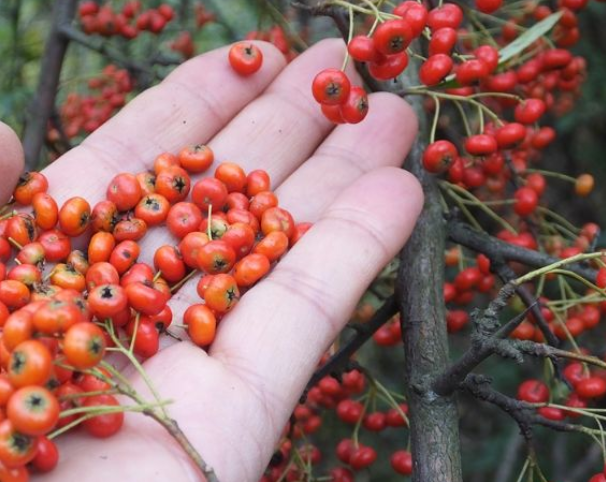 这种野果村民称为"救兵粮"它还有这么多好处!总之浑身是宝